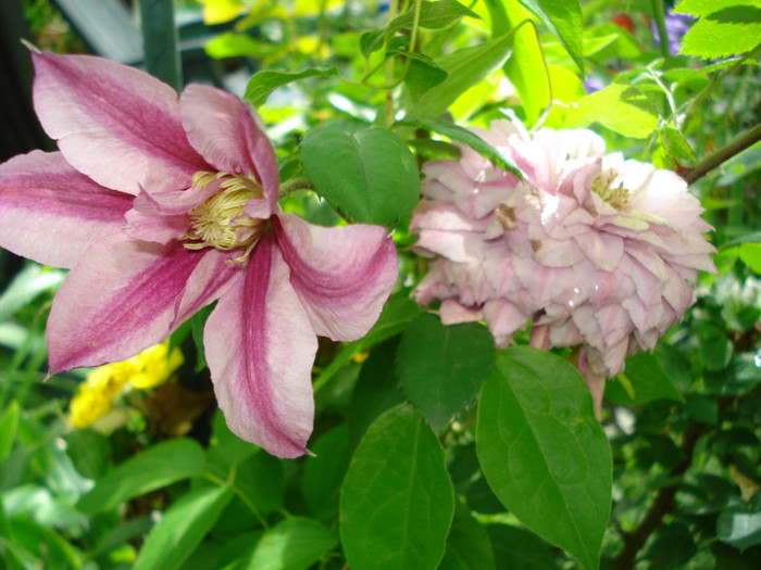 alaturi de floarea veche, dubla si decolorata - Clematis 2012