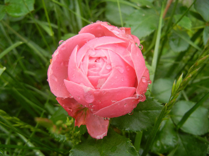 Rose Louise Odier (2012, May 25)