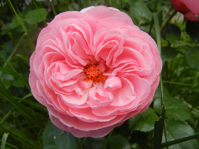 Rose Louise Odier (2012, May 30)