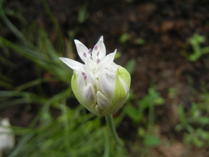 Allium amplectens (2012, May 29) - Allium amplectens