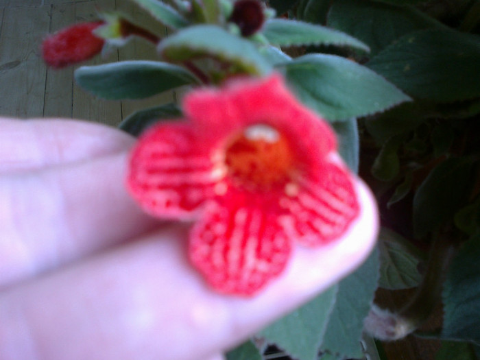 kohleria erianta - flori d e interior
