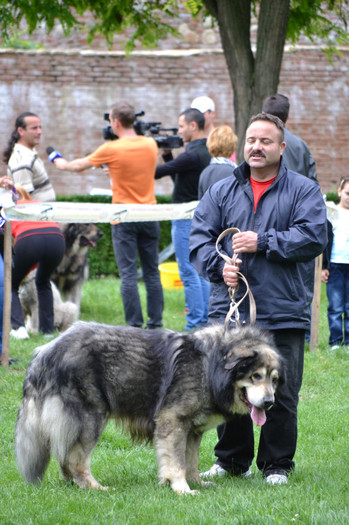 Copy of DSC_6414 - Targoviste 20 05 2012