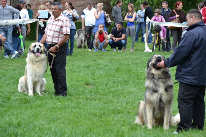 DSC_6396 - Targoviste 20 05 2012