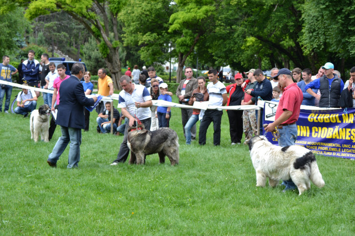 DSC_6415 - Targoviste 20 05 2012