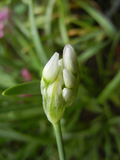 Allium roseum (2012, May 23)