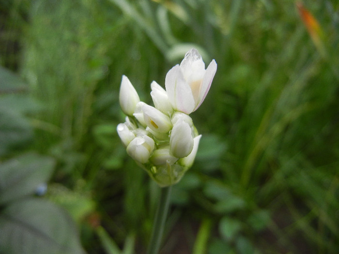 Rosy garlic (2012, May 25)