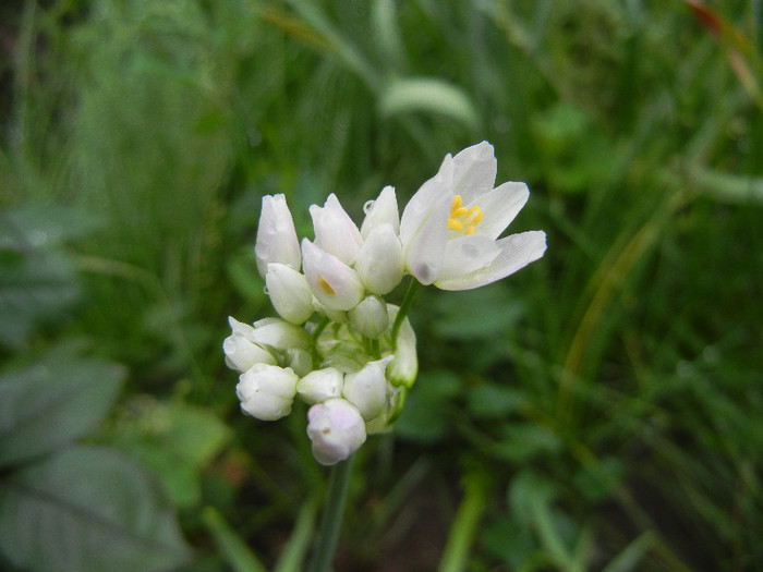 Allium roseum (2012, May 27)