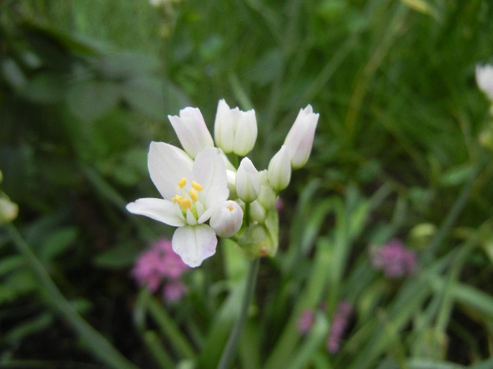 Allium roseum (2012, May 29)