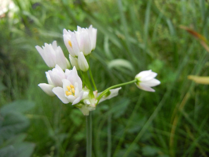 Allium roseum (2012, May 29)