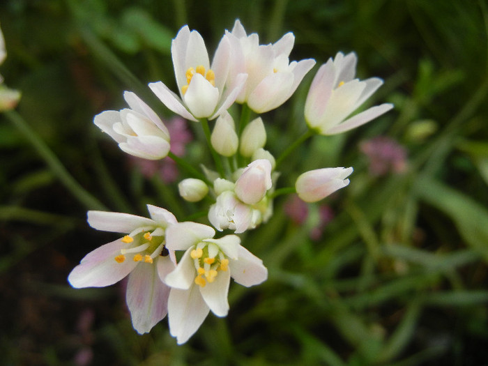 Allium roseum (2012, May 30) - Allium roseum