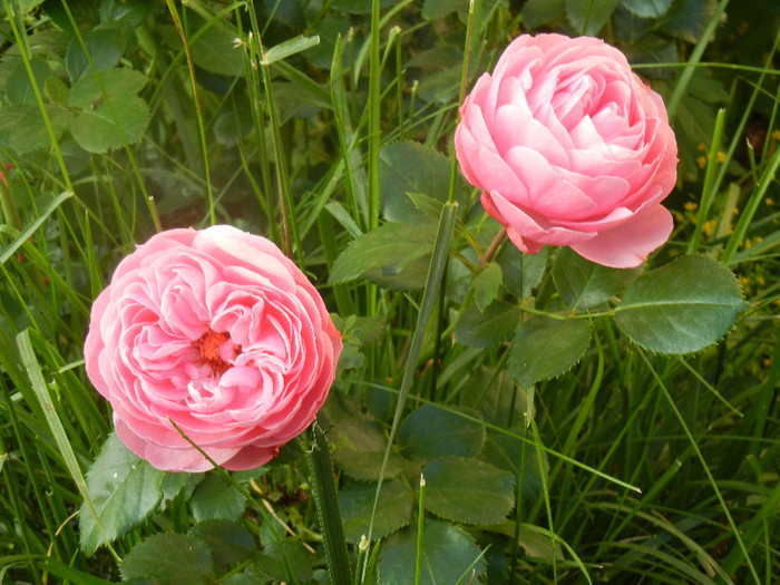 Rose Louise Odier (2012, May 30)