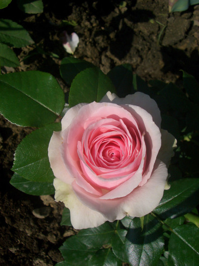 CIMG5328 - trandafiri 2012