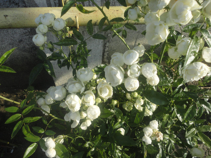 Blanche Neige???Florile sunt bulgarasi micuti grupati in ciorchini.; Tot din orasul meu este si desi nu are miros deloc....este o minunatie de trandafir.
