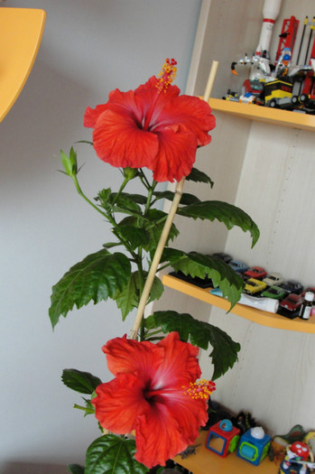 hibi no name - B-hibiscus-2012 2