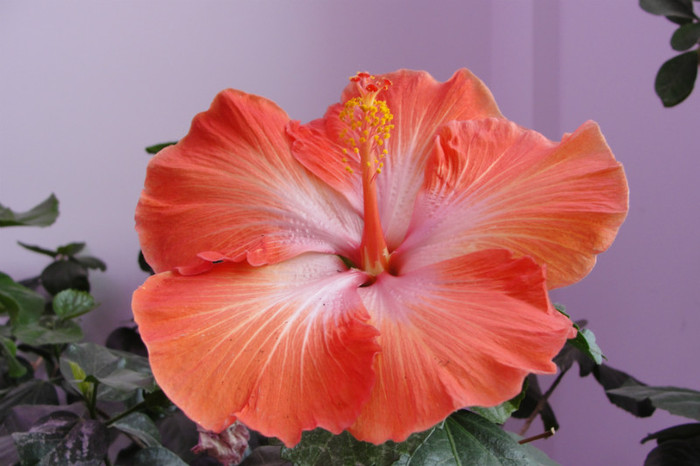 hibi bob harkins - B-hibiscus de la Gommer 2012