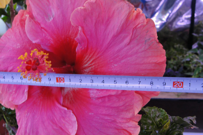 floarea are 19 cm