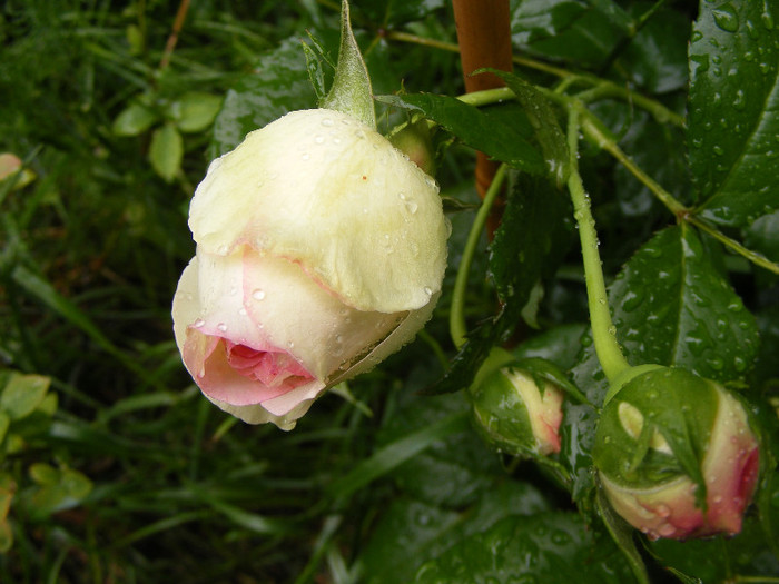 Eden Rose; TH,Cl.Floare mare ,peste 50 petale,parfum slab,h 3m

