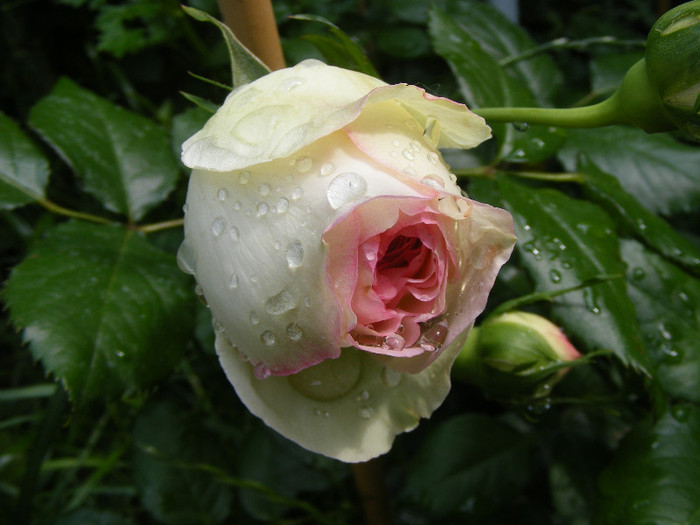 Eden Rose; TH,Cl.Floare mare ,peste 50 petale,parfum slab,h 3m
