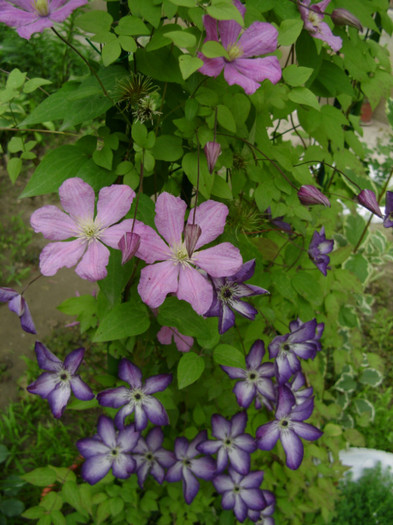 2 iun 2012; Comtesse Bouchaud & Venosa Violaceea
