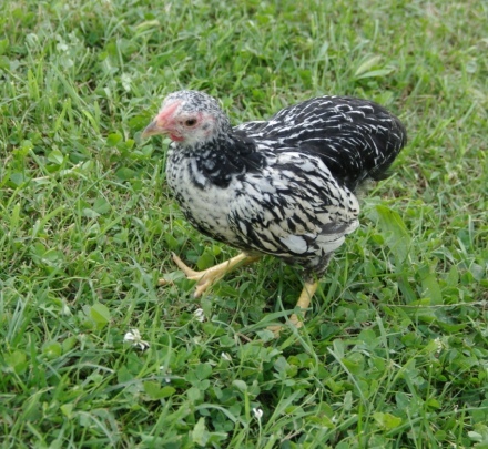 gaina la 3 luni - wyandotte silver laced