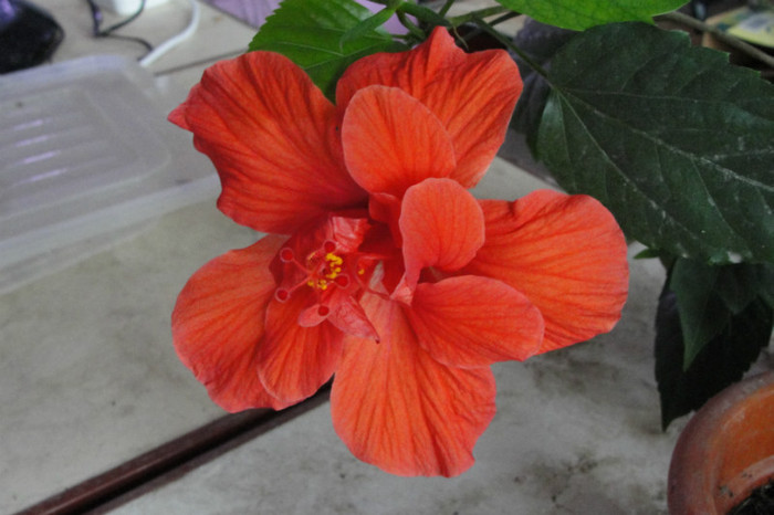 Hibi rosu-somon dublu - B-hibiscus-2012 2