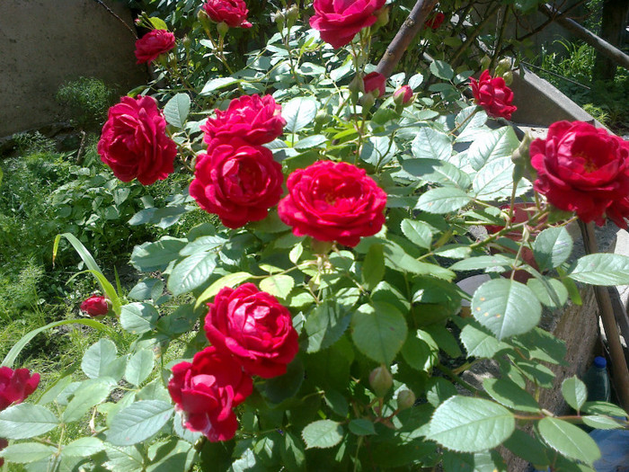 trandafir rosu catarator - gradina