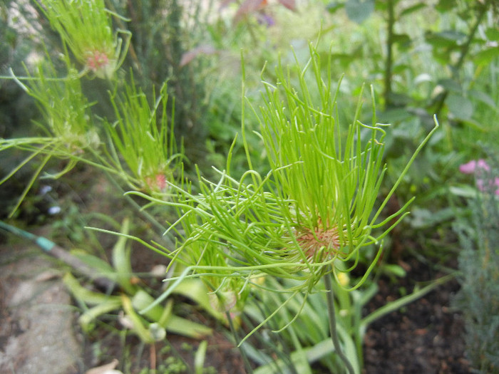 Allium Hair (2012, June 02) - Allium vineale Hair