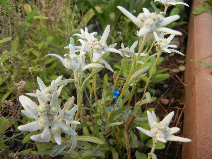 Leontopodium alpinum (2012, May 30) - LEONTOPODIUM Alpinum