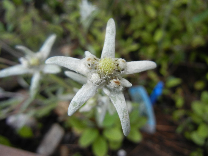 Leontopodium alpinum (2012, June 02) - LEONTOPODIUM Alpinum