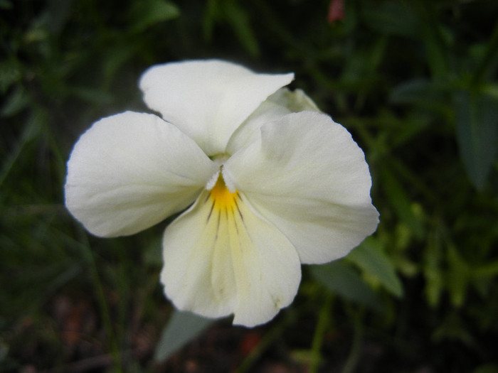 Pansy (2012, May 30) - PANSY_Viola x wittrockiana