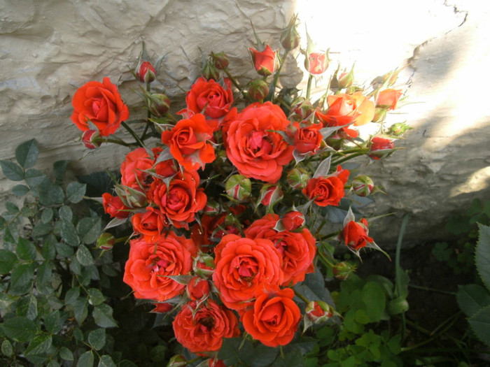 ORANGE MINIROSE - Trandafiri