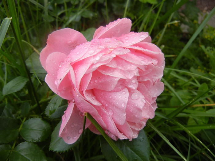 Rose Louise Odier (2012, June 02)