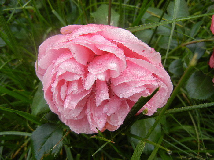Rose Louise Odier (2012, June 02)