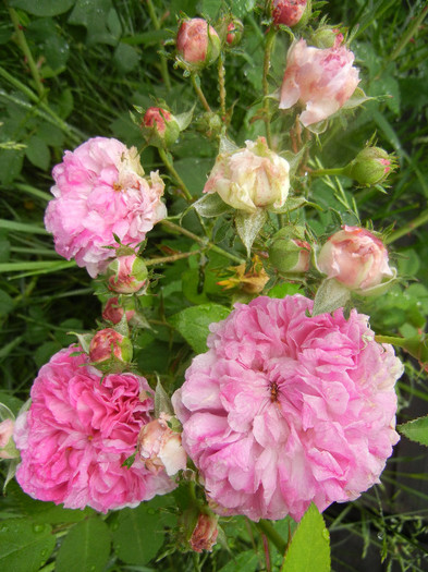 Pink-White Double Rose (2012, May 27)