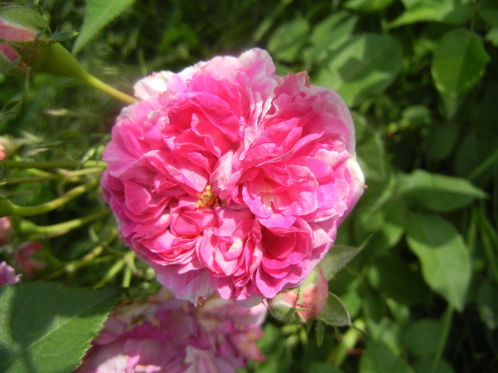 Pink-White Double Rose (2012, May 30)