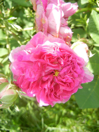Pink-White Double Rose (2012, May 30)
