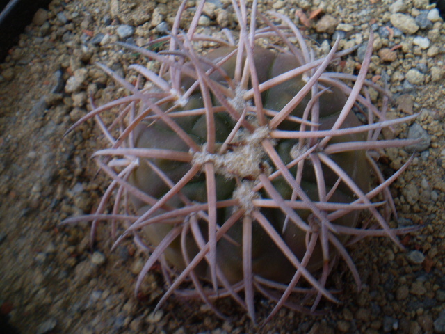 GYMNOCALYCIUM SPEGAZZINI V. PUNILLENSE - ACHIZITII 2012