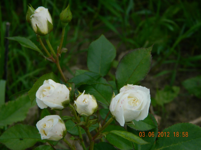 polyantha white
