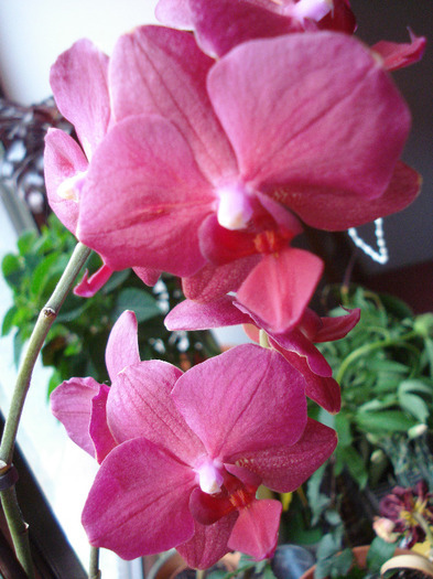 Violet Phalaenopsis (2011, May 12)