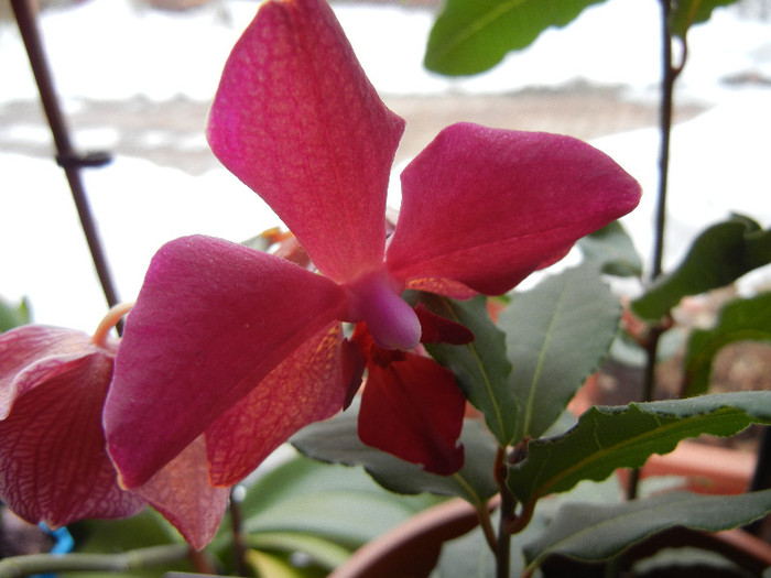 Violet Phalaenopsis (2012, Feb.26)