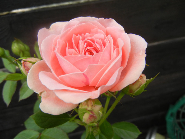 Rose Pleasure (2012, June 05)