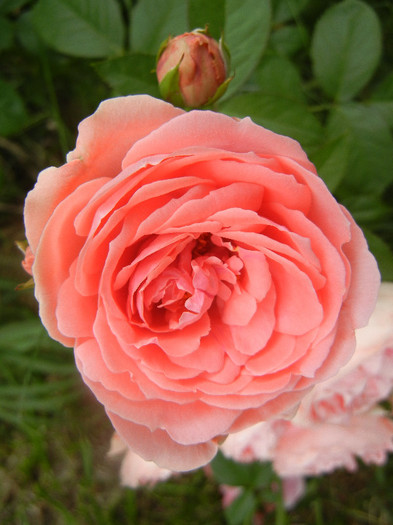 Rose Pleasure (2012, June 05)