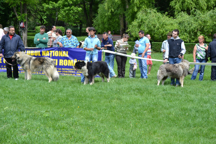 DSC_6380 - Targoviste 20 05 2012