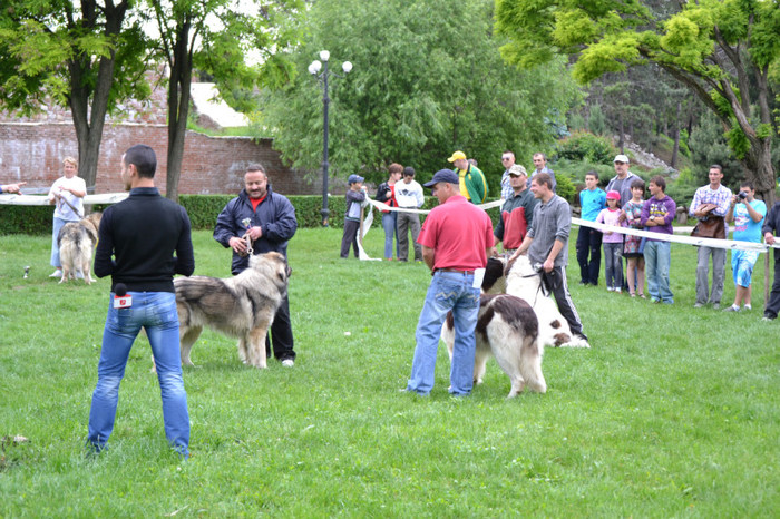 DSC_6431 - Targoviste 20 05 2012