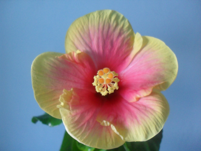 SDC17908 - HIBISCUS 2012