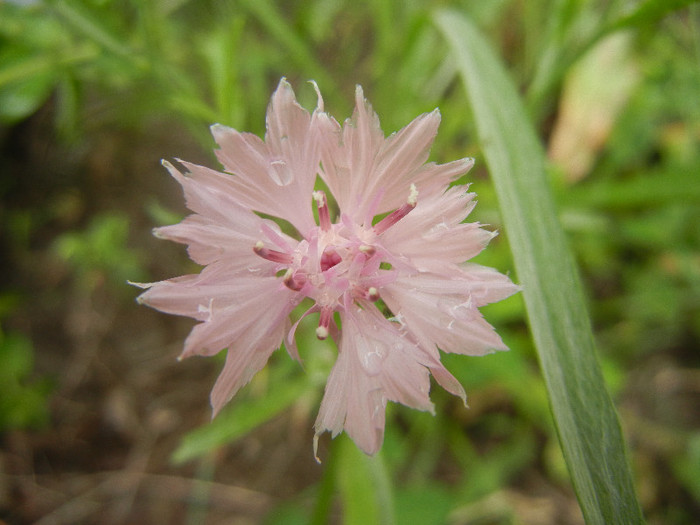 Centaurea cyanus Pink (2012, June 06)