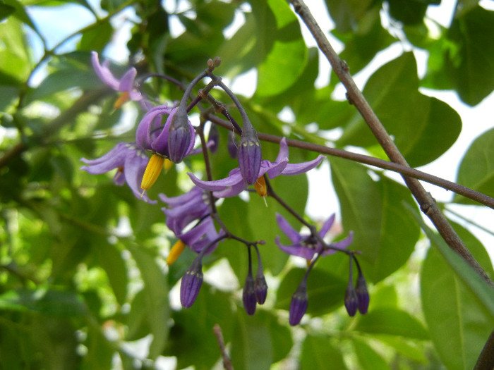 Solanum dulcamara (2012, June 02)