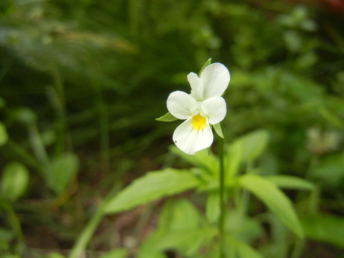 Viola arvensis (2012, May 30) - Viola arvensis_Field Pansy
