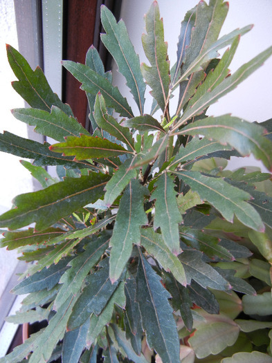 Plerandra elegantissima (2011, Aug.22) - Plerandra elegantissima