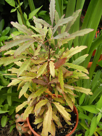 Plerandra elegantissima (2012, May 31) - Plerandra elegantissima